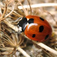 Coccinella septempunctata