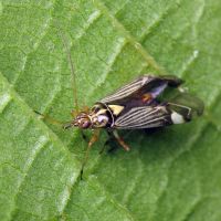 Rhabdomiris striatellus