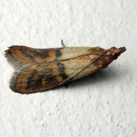 Plodia interpunctella