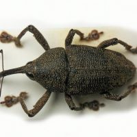 Cholus