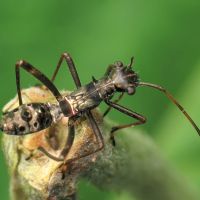 Camptopus lateralis