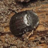 Phosphuga atrata
