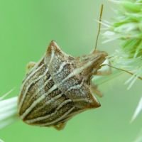 Ancyrosoma leucogrammes
