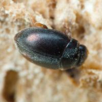 Scymniscus biflammulatus