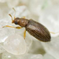 Melanophthalma