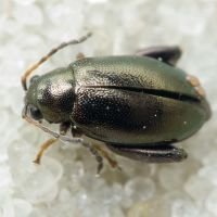 Longitarsus echii