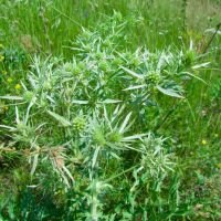 Eryngium campestre