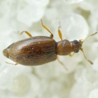 Cortinicara gibbosa