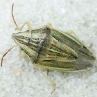 Aelia acuminata