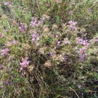 Thymus pallasianus