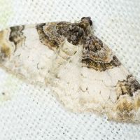 Catarhoe cuculata