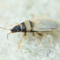 Oxycarenus (Euoxycarenus) pallens