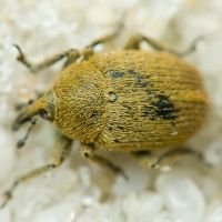 Rhinusa neta