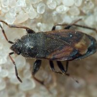 Megalonotus chiragra