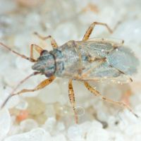 Nysius cymoides
