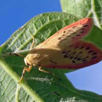 Miltochrista miniata