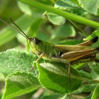 Chorthippus parallelus