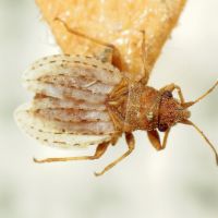 Jakowleffia setulosa