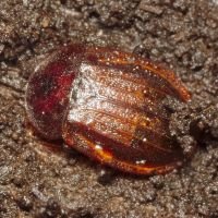 Phosphuga atrata