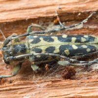 Saperda scalaris