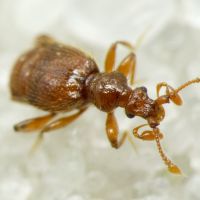 Bryaxis chaudoirii