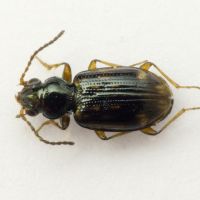 Bembidion (Trepanes) octomaculatum