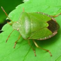Palomena prasina