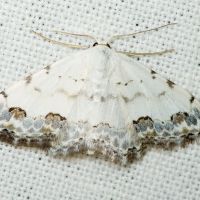 Scopula decorata