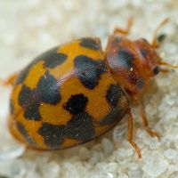 Subcoccinella vigintiquatuorpunctata