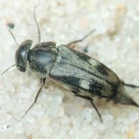 Mordellidae