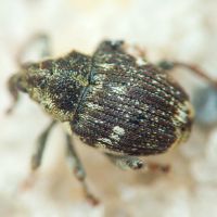 Nedyus quadrimaculatus