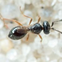 Hymenoptera