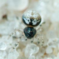 Arachnida