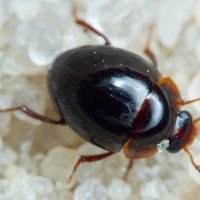 Anisotoma orbicularis