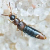 Amischa