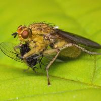 Scathophaga stercoraria