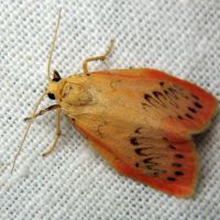 Miltochrista miniata