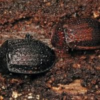 Phosphuga atrata
