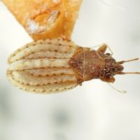 Jakowleffia setulosa
