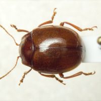 Chrysolina (Colaphoptera) blanchei