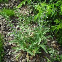 Echium vulgare