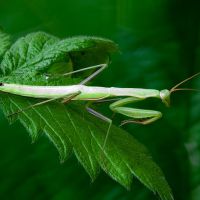 Mantis religiosa