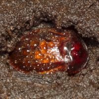 Phosphuga atrata