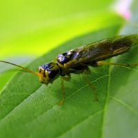 Tenthredopsis
