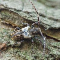 Pogonocherus hispidulus