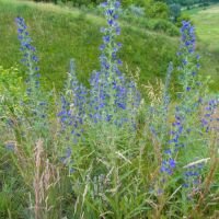 Echium vulgare