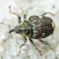Nedyus quadrimaculatus
