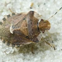 Dyroderes umbraculatus