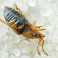 Kateretes pedicularius