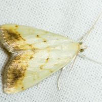 Evergestis extimalis